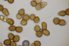 Tranzschelia anemones