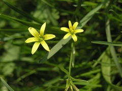 Gagea granulosa