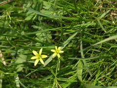 Gagea granulosa