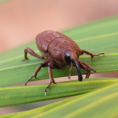 Sphenophorus rusticus