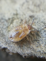 Acalypta parvula