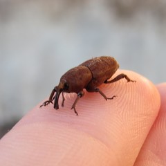 Sphenophorus rusticus