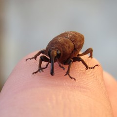 Sphenophorus rusticus