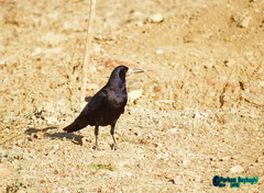 Corvus frugilegus