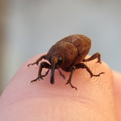 Sphenophorus rusticus