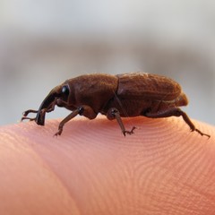 Sphenophorus rusticus