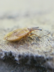 Acalypta parvula