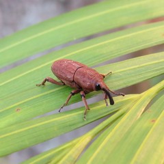 Sphenophorus rusticus