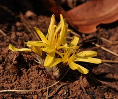 Launaea rarifolia