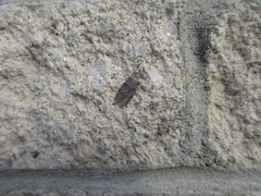 Semioscopis