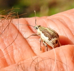 Sciobius