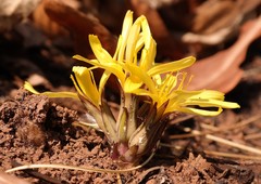 Launaea rarifolia