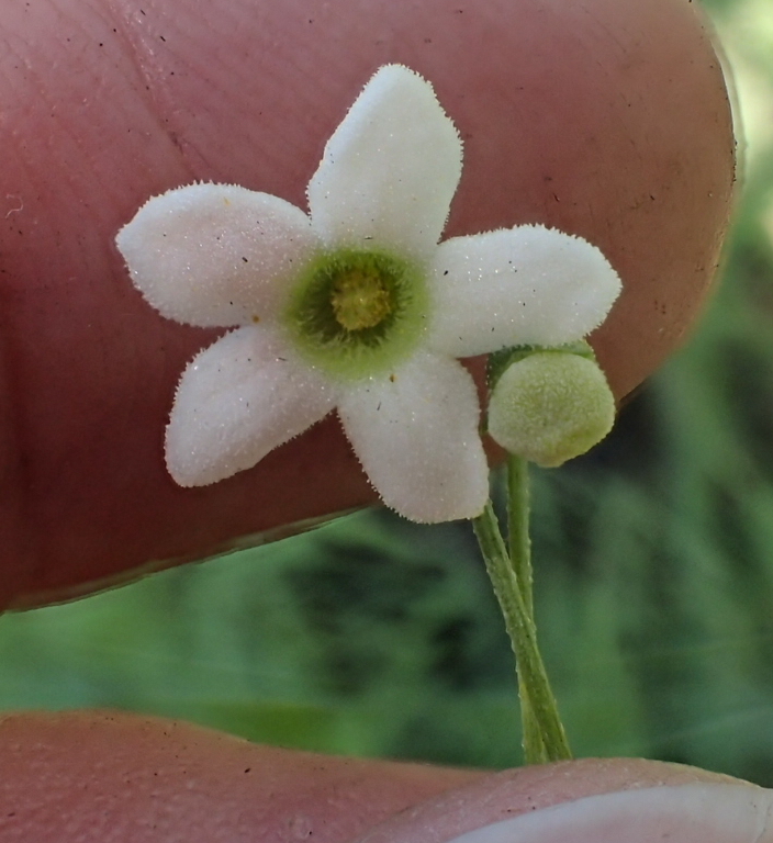 Trochomeria sagittata