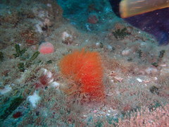 Halopteris campanula