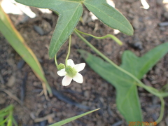 Trochomeria sagittata