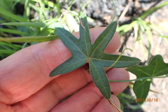 Trochomeria sagittata