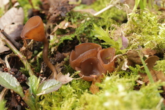 Dumontinia tuberosa
