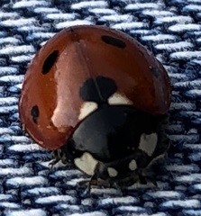 Coccinella septempunctata