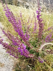 Salvia × sylvestris