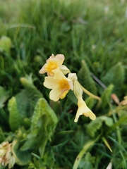 Primula elatior
