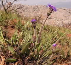 Linzia gerberiformis