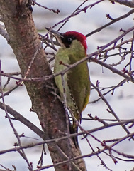 Picus viridis