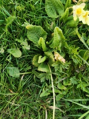 Primula elatior