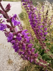 Salvia × sylvestris