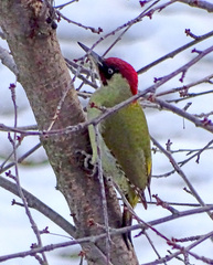 Picus viridis
