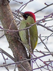Picus viridis