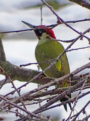 Picus viridis