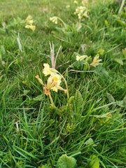 Primula elatior