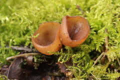 Dumontinia tuberosa