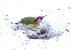 Picus viridis