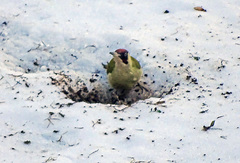 Picus viridis