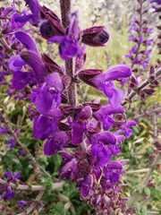 Salvia × sylvestris