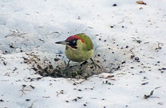 Picus viridis