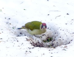Picus viridis