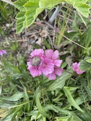 Sidalcea calycosa