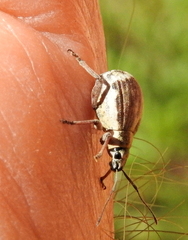 Sciobius