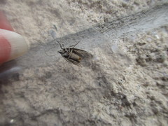 Semioscopis