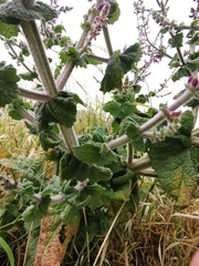 Salvia × sylvestris