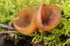 Dumontinia tuberosa
