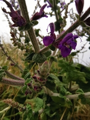 Salvia × sylvestris