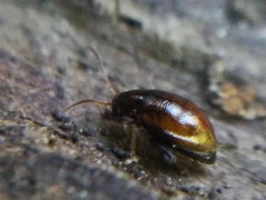 Longitarsus
