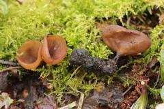 Dumontinia tuberosa