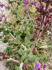 Salvia × sylvestris