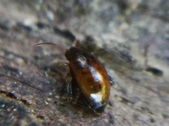 Longitarsus