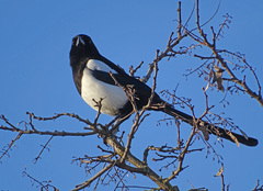 Pica pica