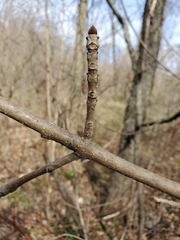 Fraxinus nigra